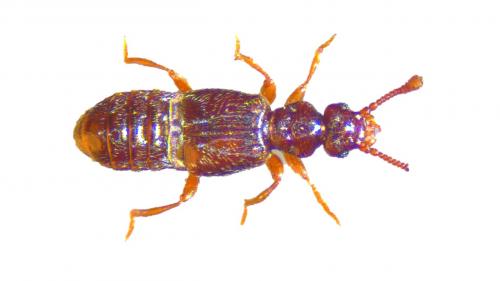 Réf. 224 706 : Euplectus sp.
